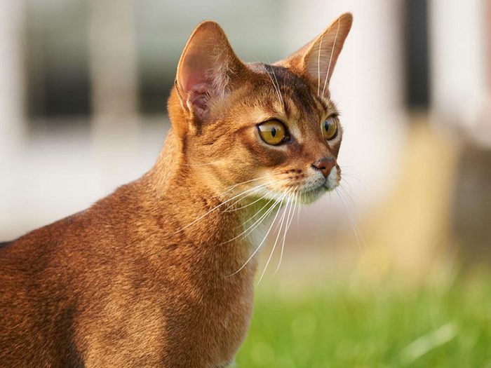L'Abyssin est l'une des races de chats qui ont une personnalité amicale.