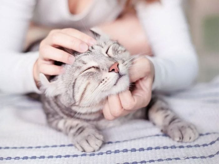 Voici 8 races de chats qui ont une personnalité amicale.