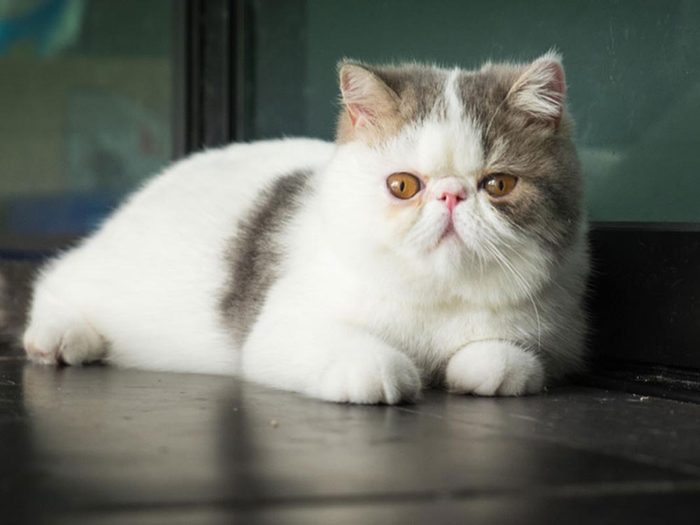L’exotic shorthair est l'une des races de chats qui ont une personnalité amicale.
