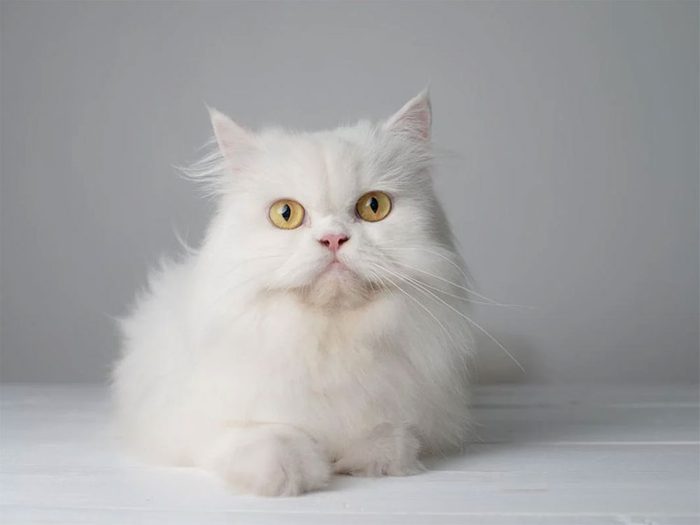 Le Persa est l'une des races de chats qui ont une personnalité amicale.