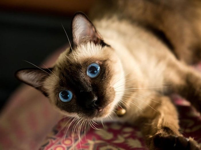 Le Siamois est l'une des races de chats qui ont une personnalité amicale.