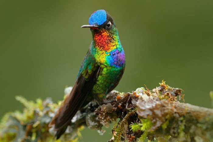 Animaux colorés : le colibri insigne