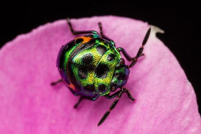 Animaux colorés : le e « jewel bug »