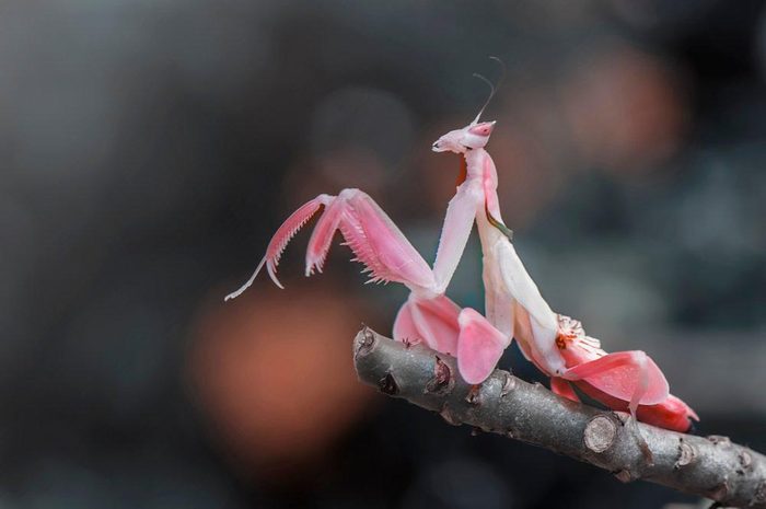 Animaux colorés : la mante orchidée rose