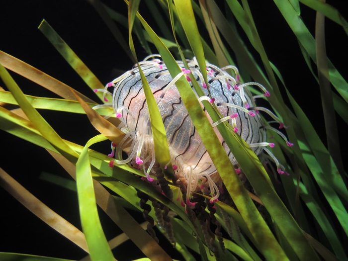 Animaux colorés : la méduse Olindia formosa
