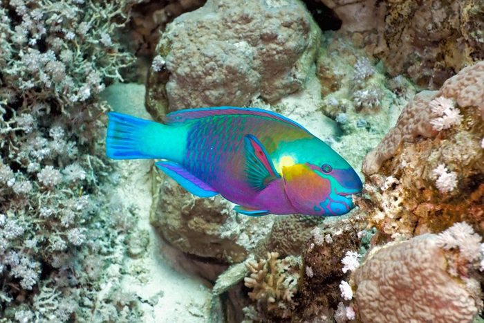 Animaux colorés : le poisson-perroquet