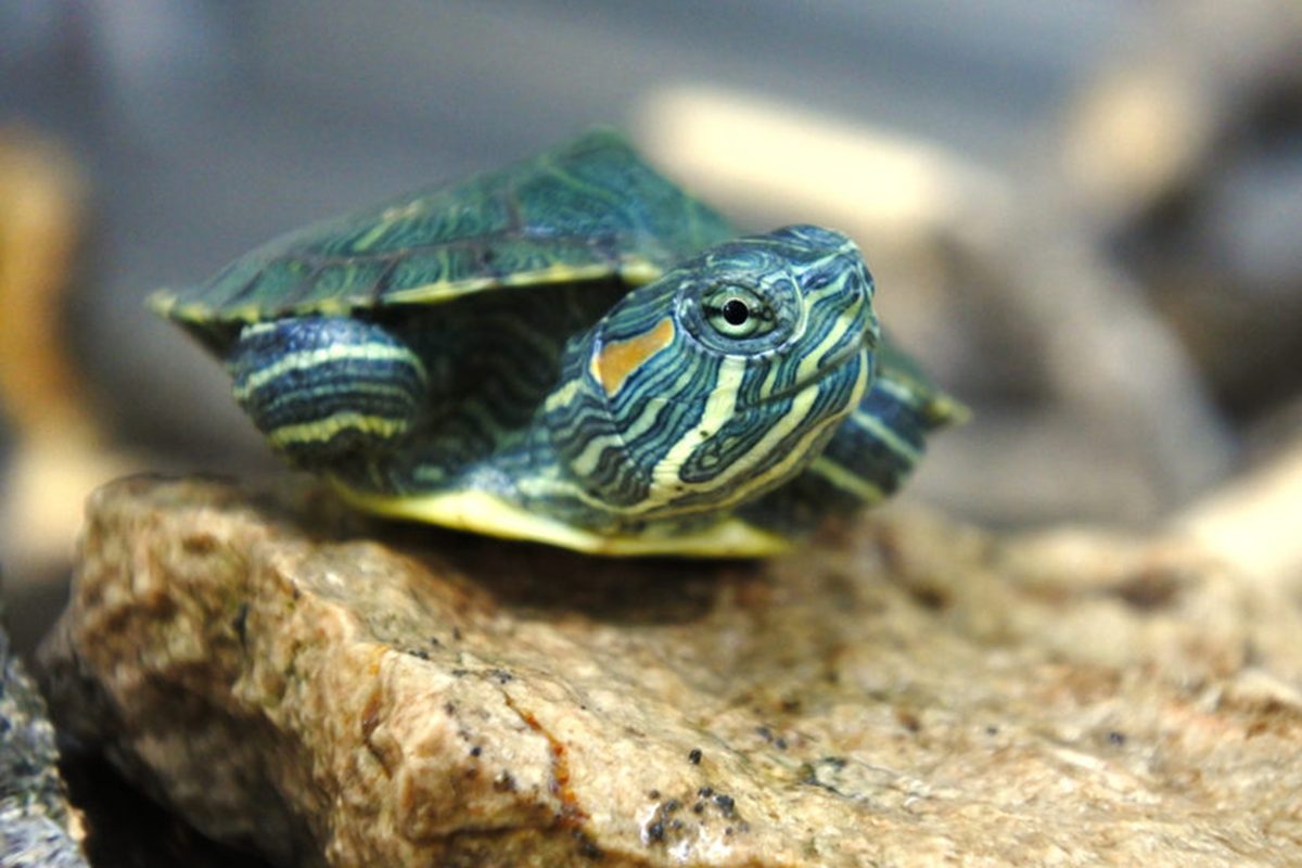 Animaux de compagnie : les petites tortues sont porteuses de maladies.