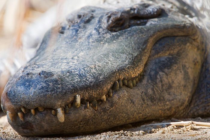 Espèces menacées : Alligator américain
