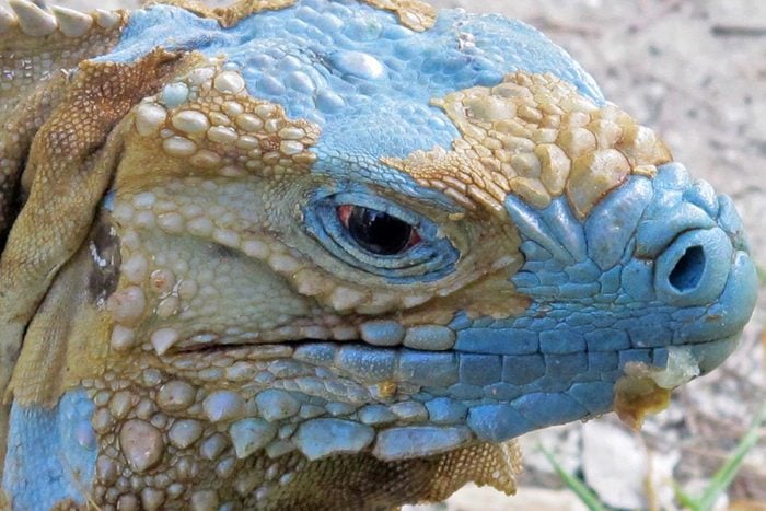 Espèces menacées : Iguane bleu