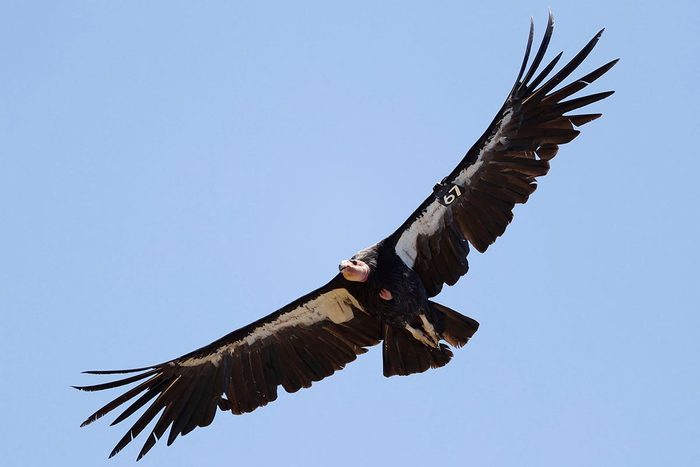 Espèces menacées : Condor de Californie