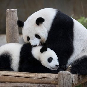 Espèces menacées : Panda géant