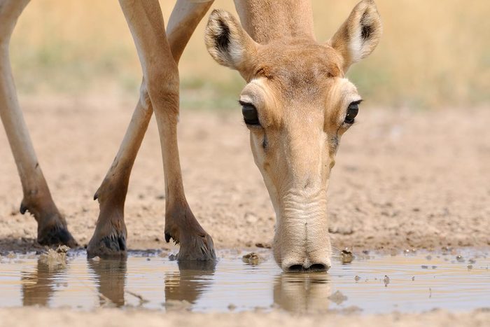 Espèces menacées : Antilope saïga