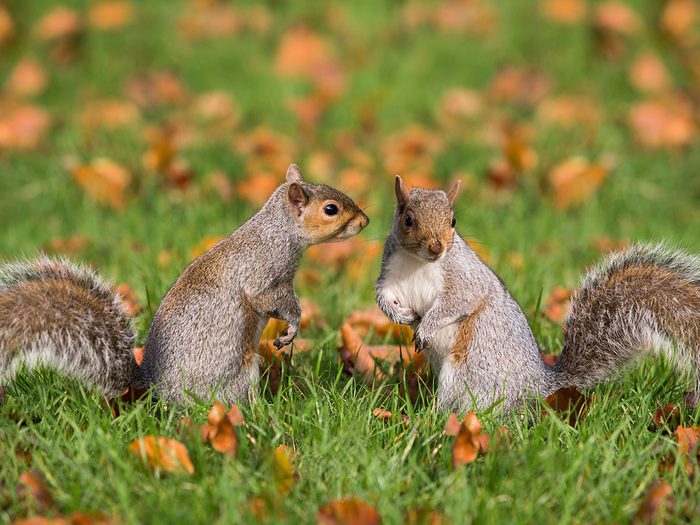 Explications: pourquoi les écureuils se pourchassent-ils les uns les autres?