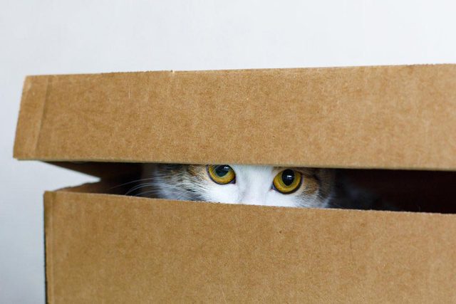 Explications : pourquoi les chats aiment-ils se cacher dans des botes?