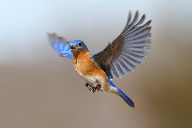 Explications : comment les oiseaux savent-ils o migrer?