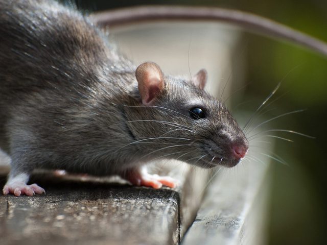 Fait scientifique: les rats rient quand on les chatouille.