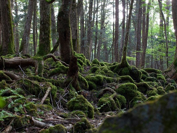 La forêt Aokigahara est l'une des forêts hantées du monde.