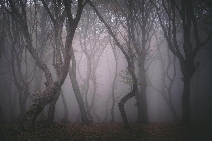 Forêts hantées : la forêt d’Hoia-Baciu, Roumanie.