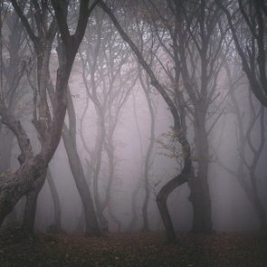 Forêts hantées : la forêt d’Hoia-Baciu, Roumanie.