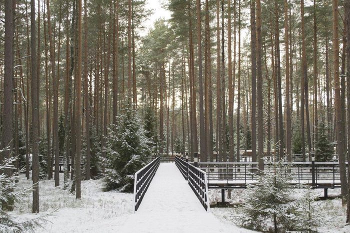 Forêts hantées : la forêt de Smolensk, Russie.