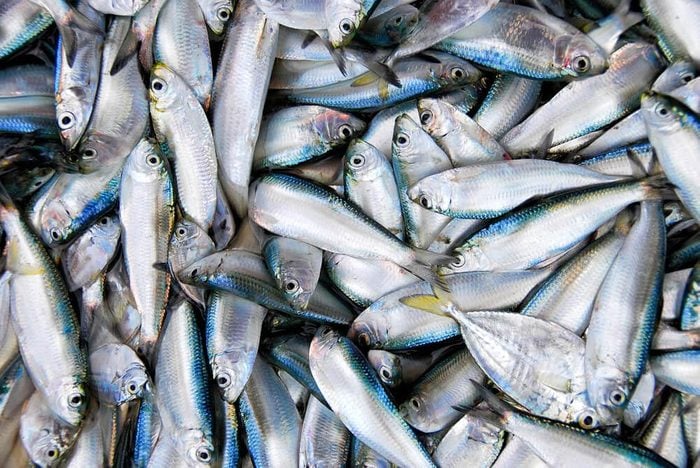 Source de protéines : les sardines en boîte.