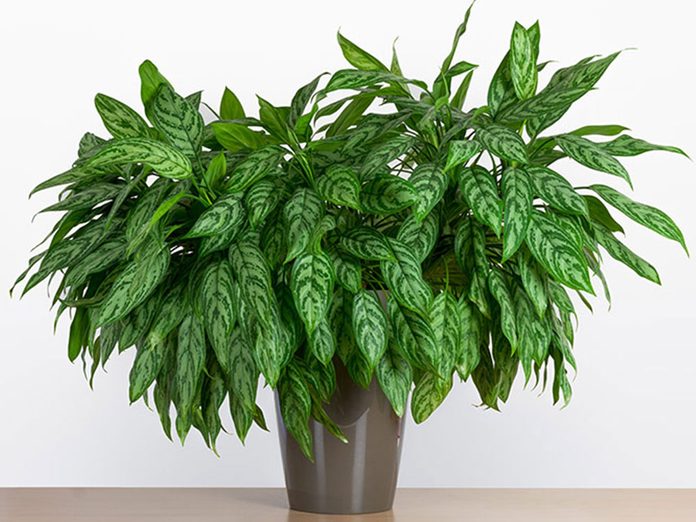 L'aglaonème est l'une des meilleures plantes pour purifier l’air.