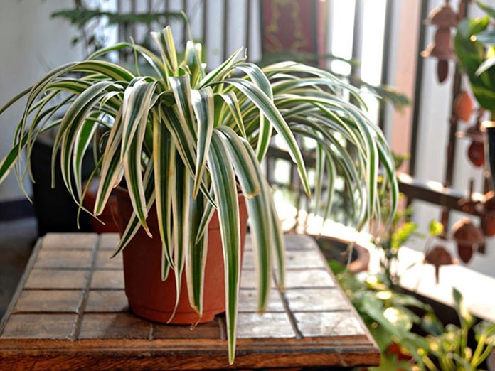Le chlorophyton chevelu est l'une des meilleures plantes pour purifier l’air.