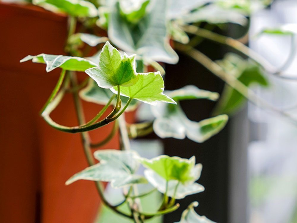 15 plantes d'intérieur pour purifier l'air de votre maison ! - Wepot