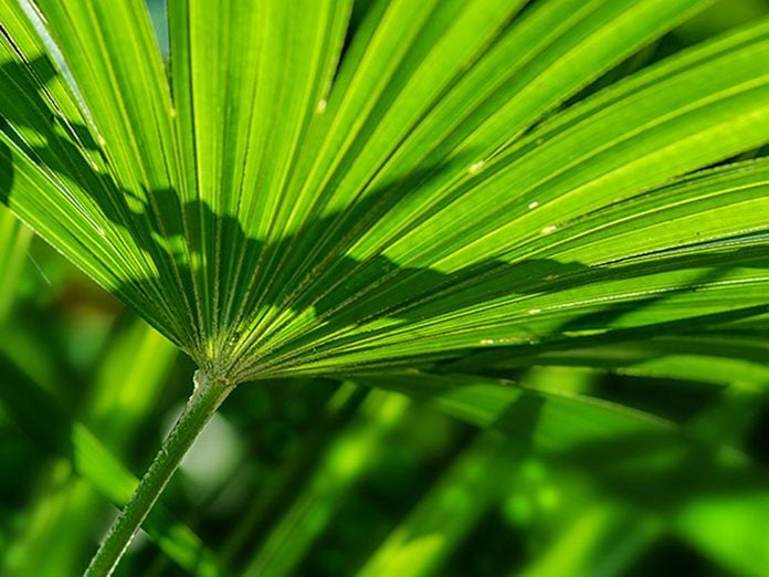 Le palmiste multipliant est l'une des meilleures plantes pour purifier l’air.