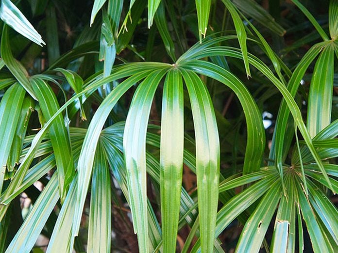 Le rhapis excelsa est l'une des meilleures plantes pour purifier l’air.