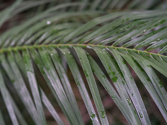 Le palmier dattier nain est l'une des meilleures plantes pour purifier lair.