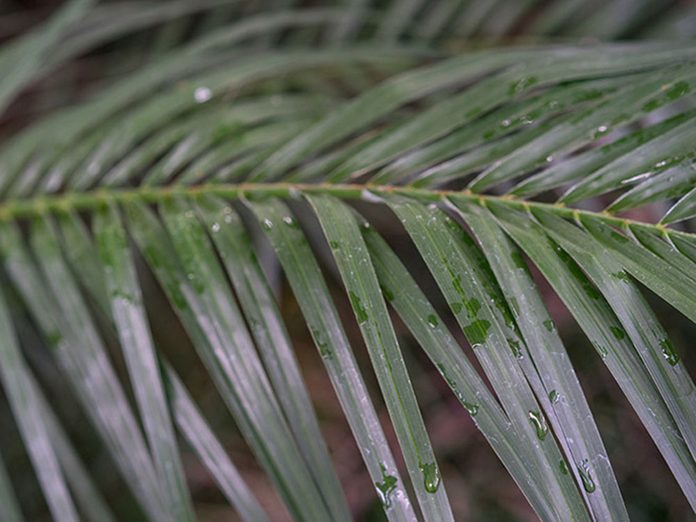Le palmier dattier nain est l'une des meilleures plantes pour purifier l’air.