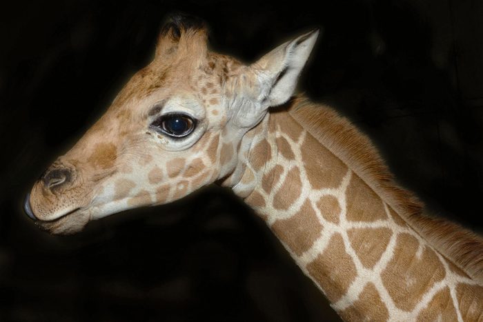 Bébé animaux : girafe de 5 semaines.