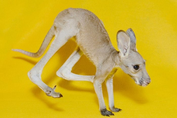 Bébé animaux : kangourou roux de 4 mois.