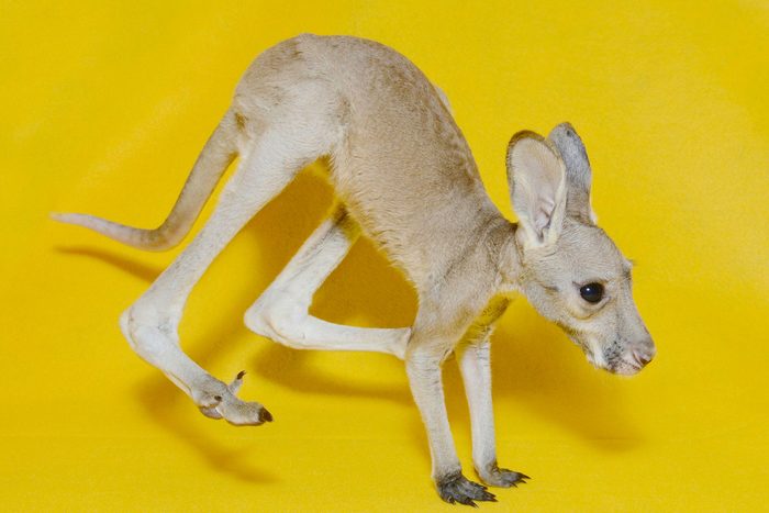 Bébé animaux : kangourou roux de 4 mois.