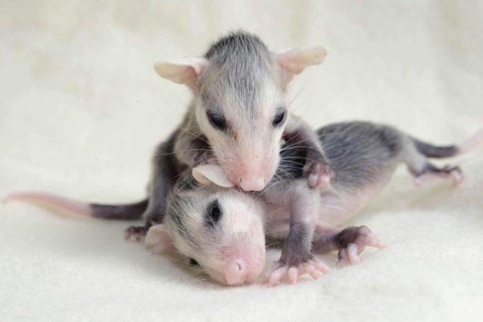 Bébé animaux : opossum de 4 semaines.