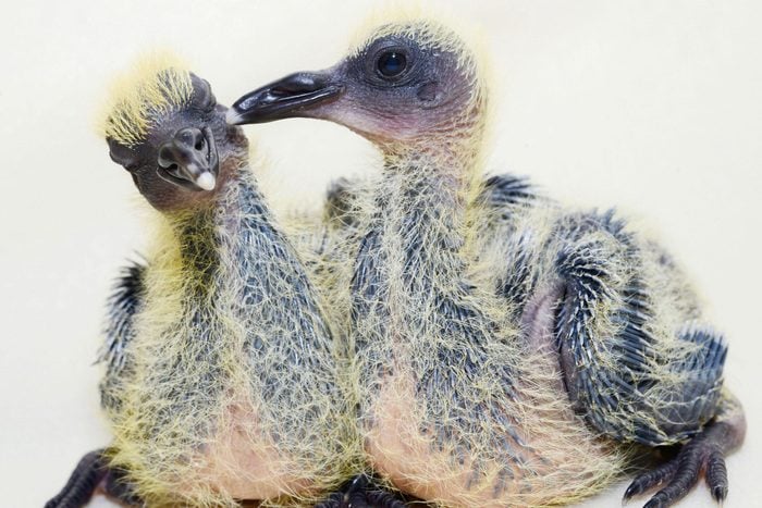 Bébé animaux : pigeon de 1 à 2 semaines.