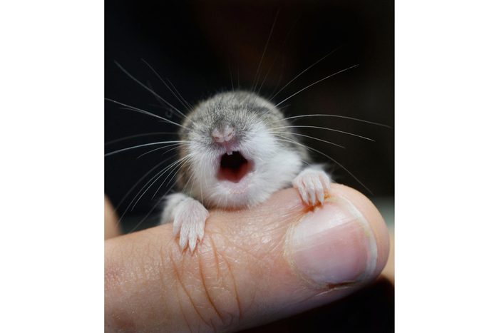 Bébé animaux : souris à pattes blanches de 2 semaines
