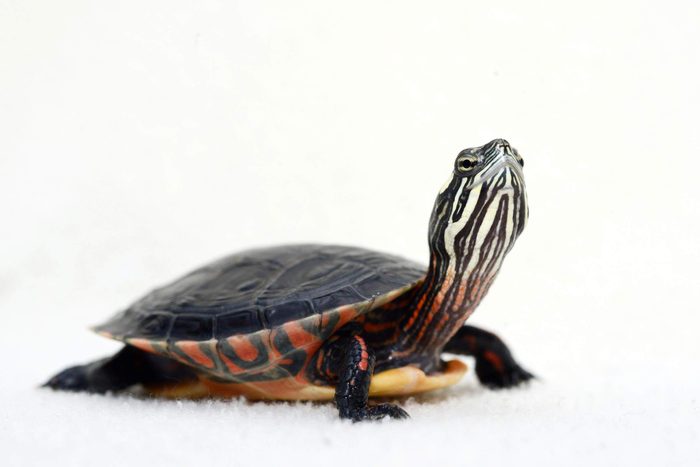 Bébé animaux : tortue peinte de moins de 1 an.