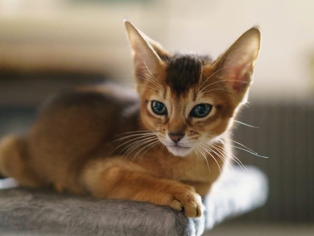 Le chat abyssin a de grandes oreilles.