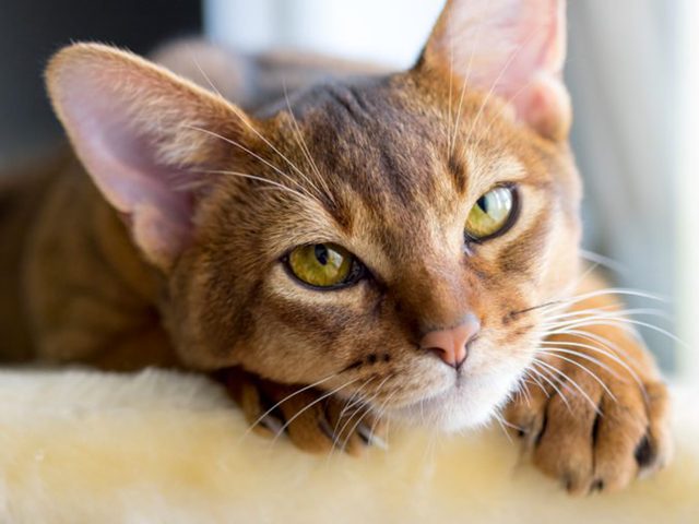 Les chats de type abyssin ont les yeux verts ou dors.
