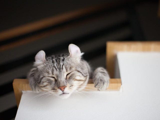 L'American curl est un chat aux oreilles  la forme particulire.