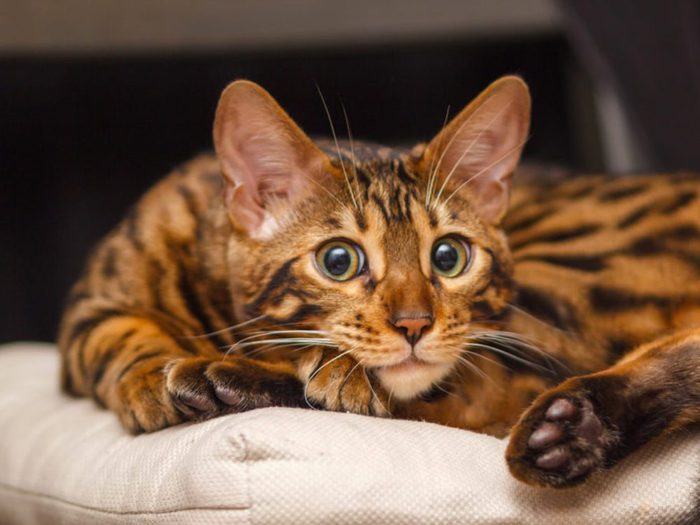 Le chat bengal ressemble au léopard.