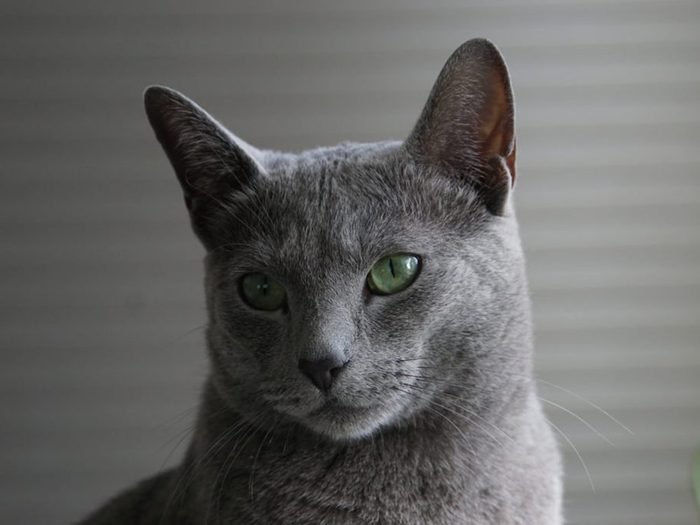 Le bleu russe est un chat aux yeux verts.