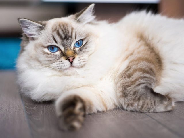 Le ragdoll est un chat dont le pelage prend sa couleur dfinitive  l'ge de deux ans.