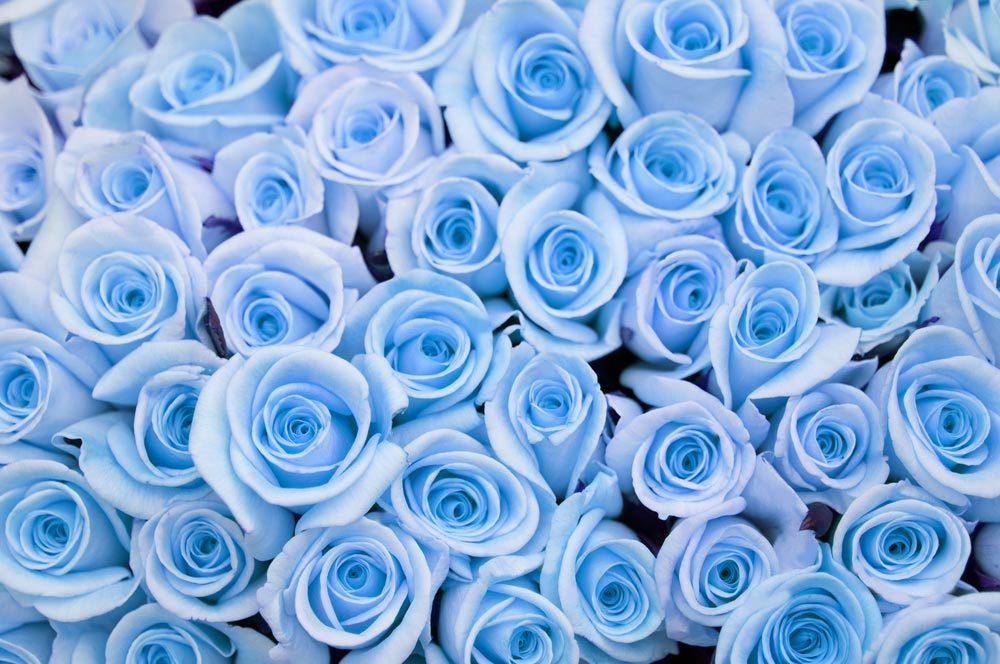 Couleurs de roses : bleu pour le rêve et l’inaccessible.