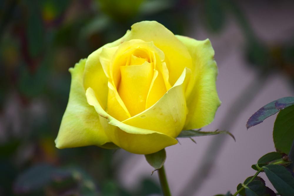 Couleurs de roses : jaune pour l’amitié et la joie.