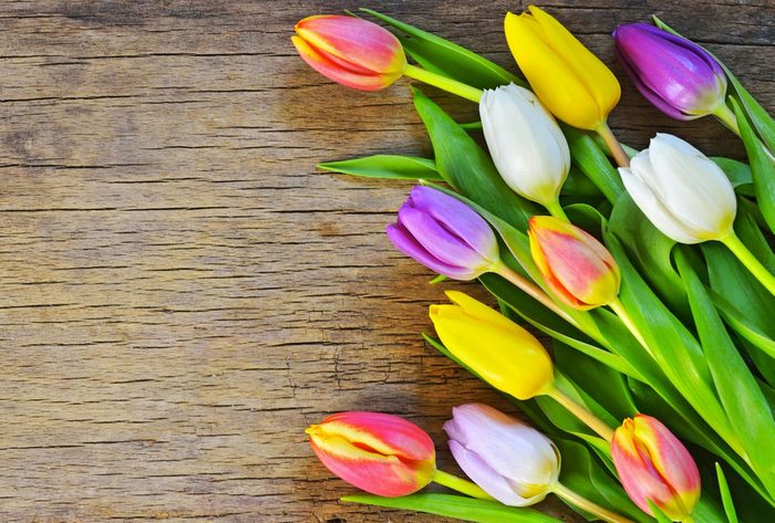 Couleurs de roses et autres fleurs : des tulipes pour lui montrer vos sentiments.