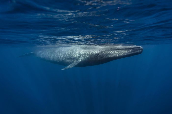 Espèces menacées : baleine bleue (Balaenoptera musculus)