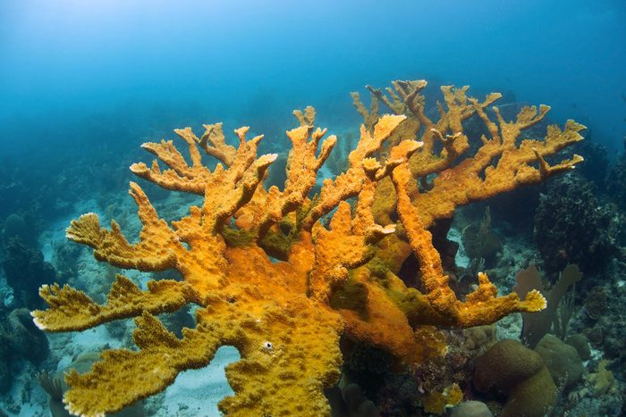 Espèces menacées : corail corne d’élan (Acropora palmata)